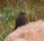 [Blue Rock Thrush]