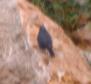 [Blue Rock Thrush]
