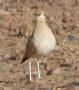 [Cream-colored Courser]