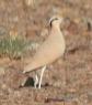 [Cream-colored Courser]