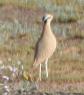 [Cream-colored Courser]