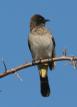 [Common Bulbul]