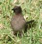 [Common Bulbul]