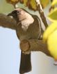 [Common Bulbul]