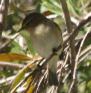 [Common Chiffchaff]