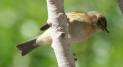 [Common Chiffchaff]