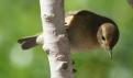 [Common Chiffchaff]
