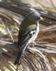 [Common Chiffchaff]