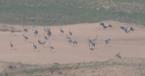 [Common Crane]