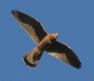 [Common Kestrel]