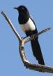 [Common Magpie]