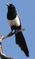 [Common Magpie]