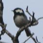 [Coal Tit]