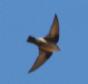 [Crag Martin]