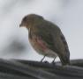 [Crimson-winged Finch]