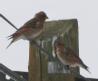 [Crimson-winged Finch]