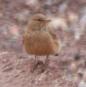 [Desert Lark]