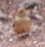[Desert Lark]