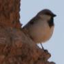 [Desert Sparrow]
