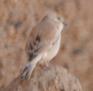 [Desert Sparrow]