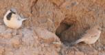 [Desert Sparrow]