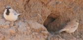 [Desert Sparrow]