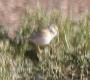 [Desert Warbler]