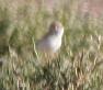[Desert Warbler]