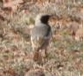 [Desert Wheatear]