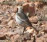 [Desert Wheatear]