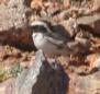 [Desert Wheatear]