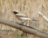 [Desert Wheatear]