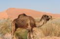 [camel]