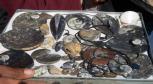 [fossils]