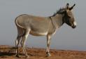 [donkey]