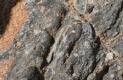 [fossils]