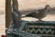 [Eurasian Collared Dove]