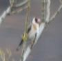 [Eurasian Goldfinch]