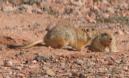 [Fat Sand Rat]