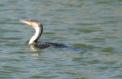 [Great Cormorant]