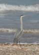 [Grey Heron]