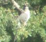 [Great-spotted Cuckoo]