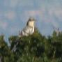 [Great-spotted Cuckoo]