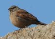 [House Bunting]