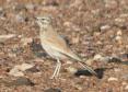 [Hoopoe Lark]