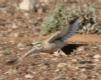 [Hoopoe Lark]
