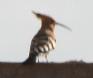[Hoopoe]