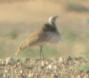 [Houbara Bustard]