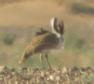 [Houbara Bustard]