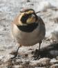 [Horned Lark]